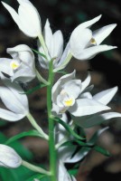 Cephalanthera caucasica