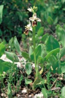 Ophrys bornmuelleri
